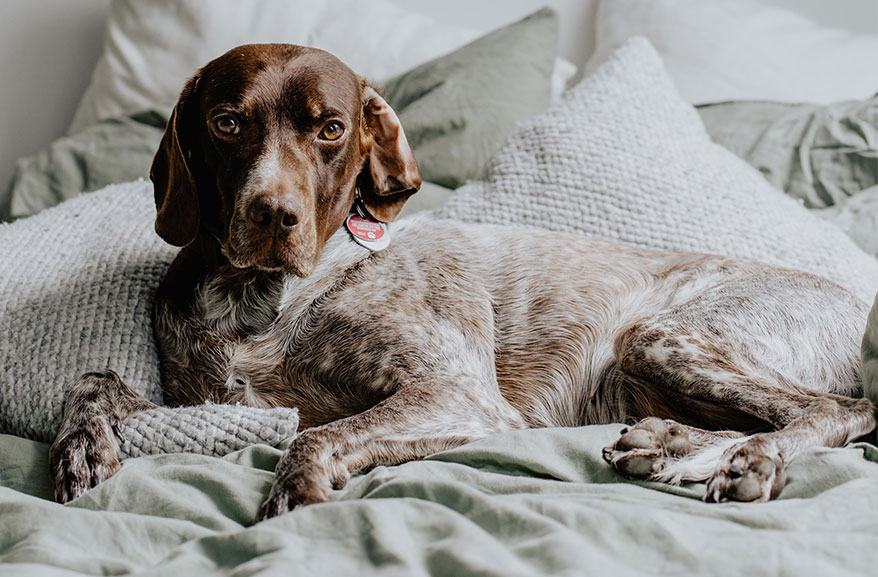 Dog relaxing in bed