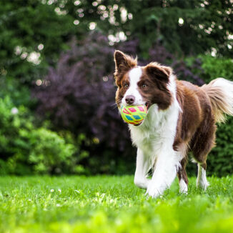 Dog running through the park with a ball in his mouth