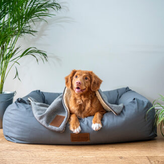 Medium size dog relaxing in a large bed