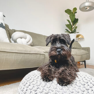 Medium size dog relaxing on a large pillow