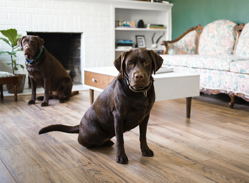 Two large dogs in a living room