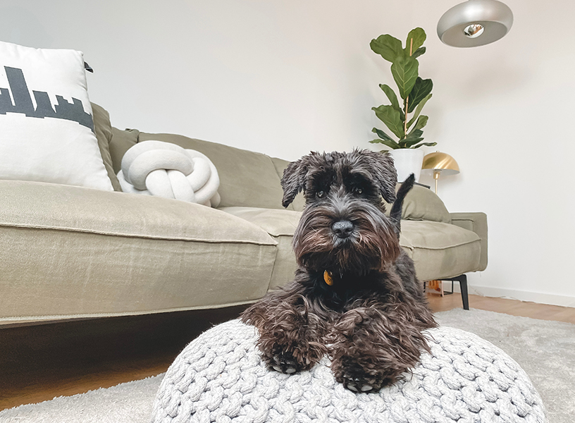 Medium size dog relaxing on a large pillow