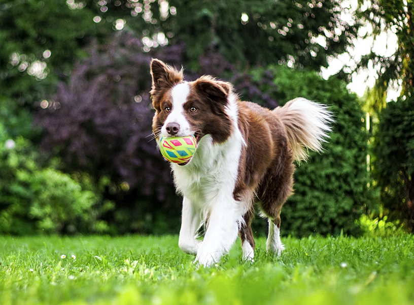 Dog running through the park with a ball in his mouth