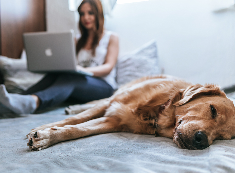 Dog relaxing in bed while his owner is on a laptop computer