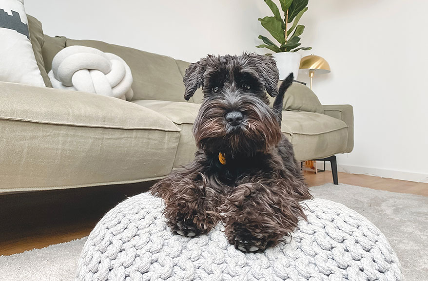 Small dog resting on a large pillow